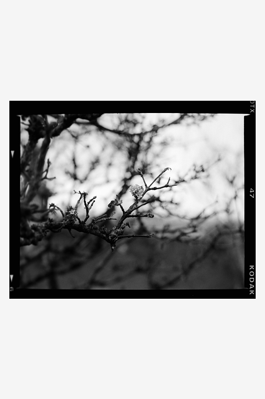 枯枝上的苔藓特写-众图网