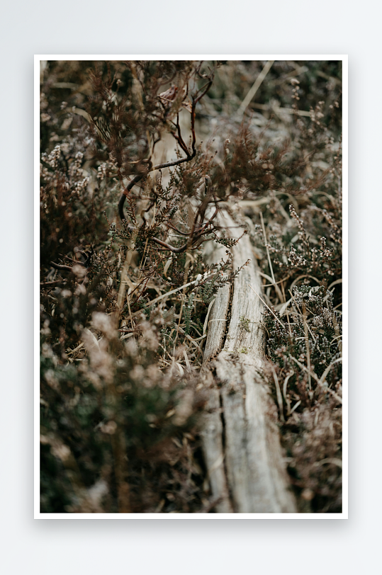 枯枝与干草交织的自然景象-众图网