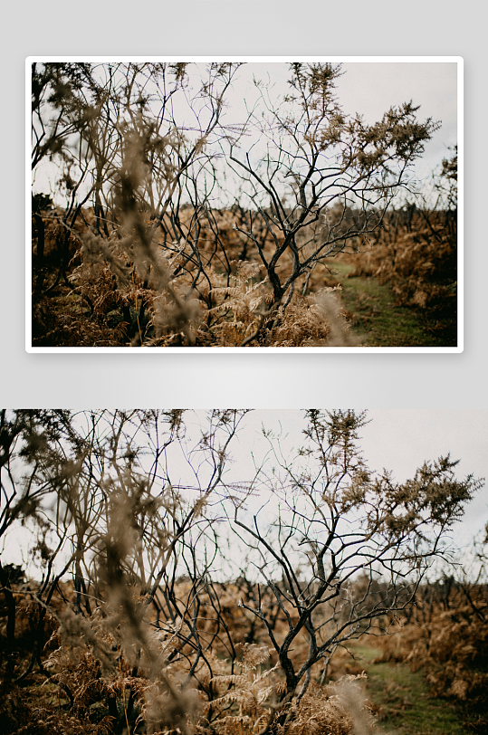 枯枝与干草的荒野景象-众图网