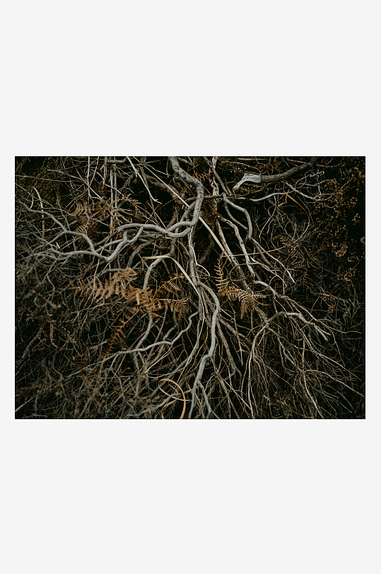 枯枝交错的自然景象-众图网