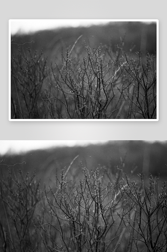 枯枝交错的荒野景象-众图网