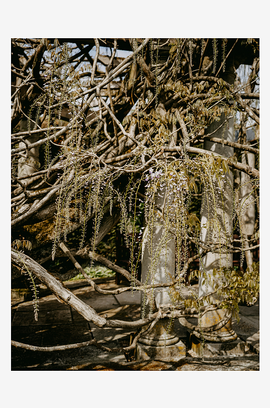 枯枝缠绕的古柱庭院-众图网