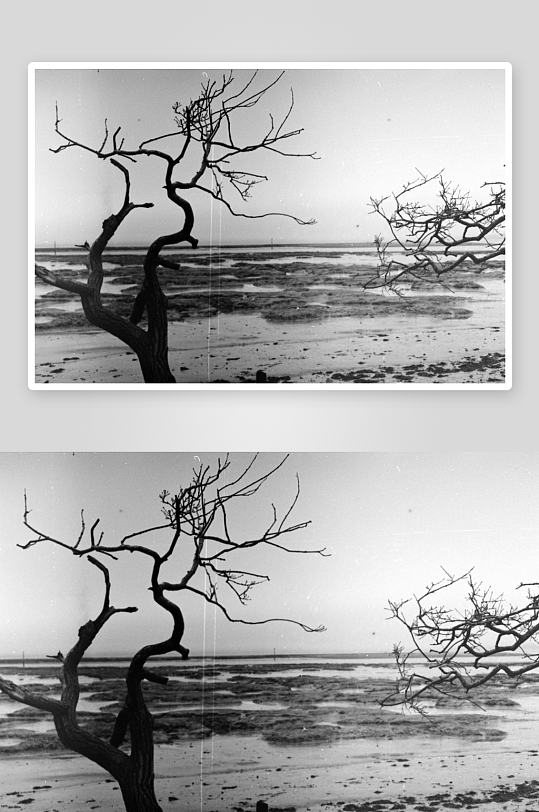 枯树与滩涂的黑白景象-众图网