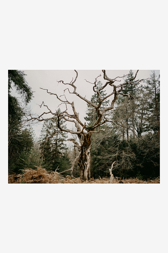 枯树伫立于森林之中-众图网