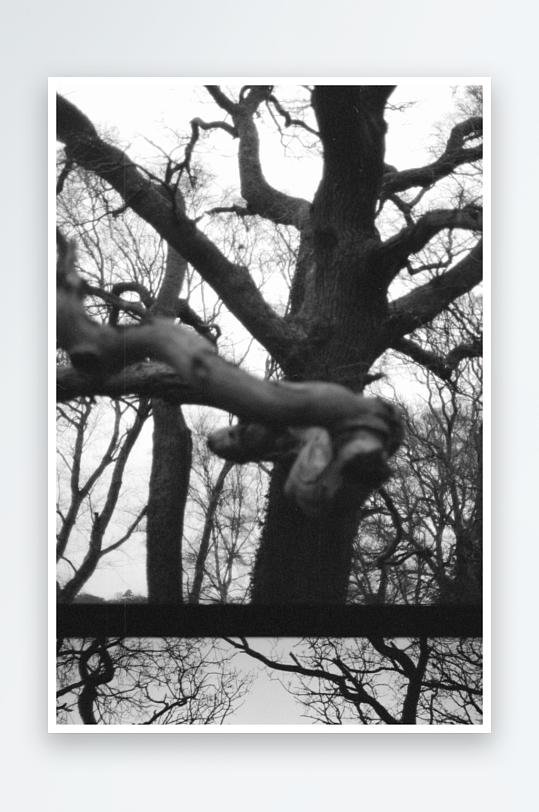 枯树倒影黑白影像-众图网