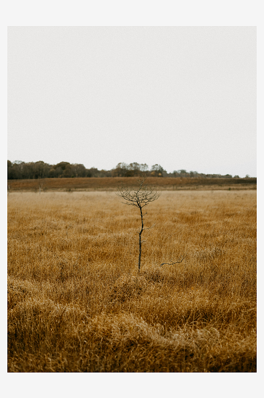 枯树立于干草平原-众图网