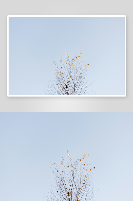 枯树顶端残留黄叶-众图网