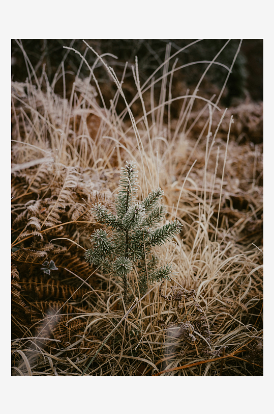 枯草丛中的小松树-众图网