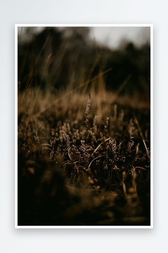 枯草丛中的自然静景-众图网