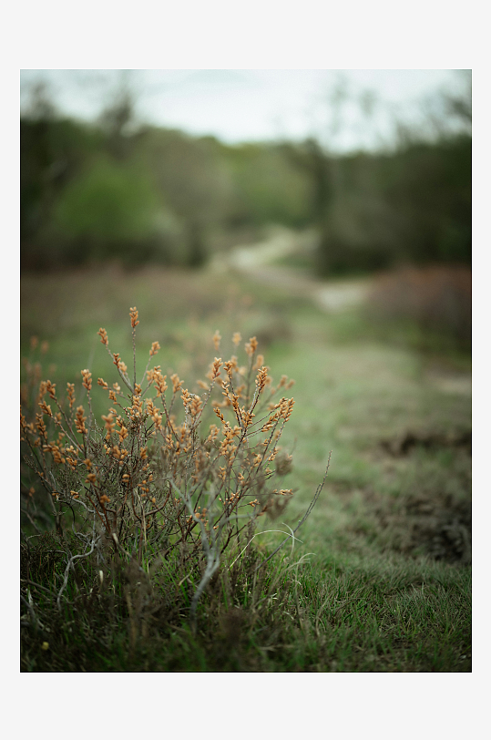 枯草丛生的林间小径-众图网