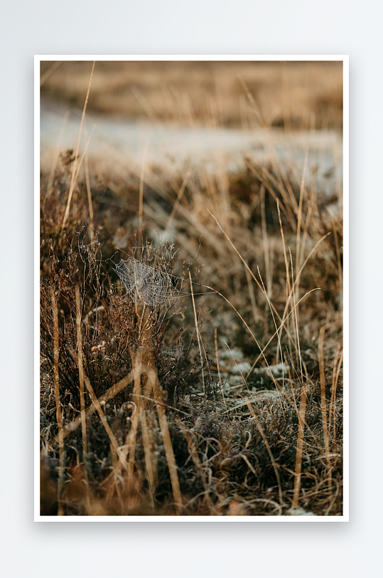 枯草中的蛛网特写-众图网