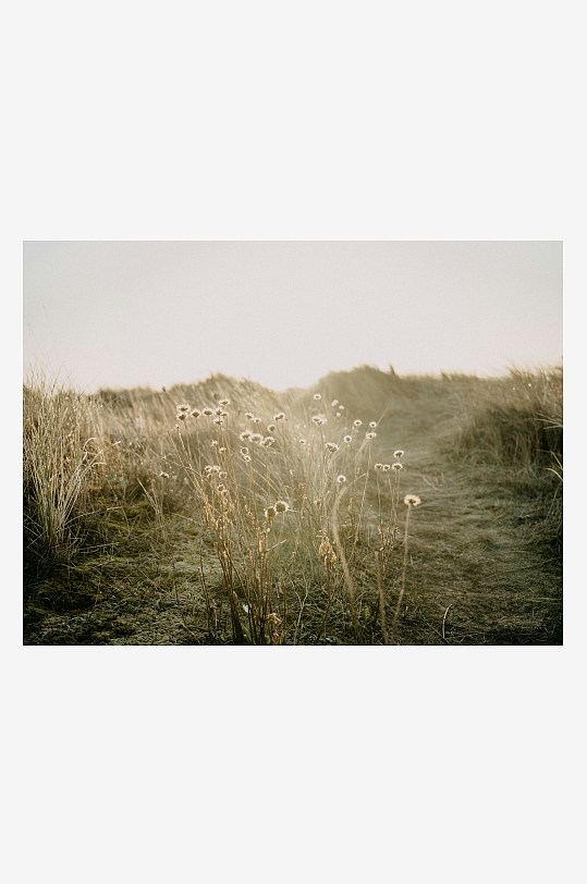 枯草野花在风中摇曳-众图网