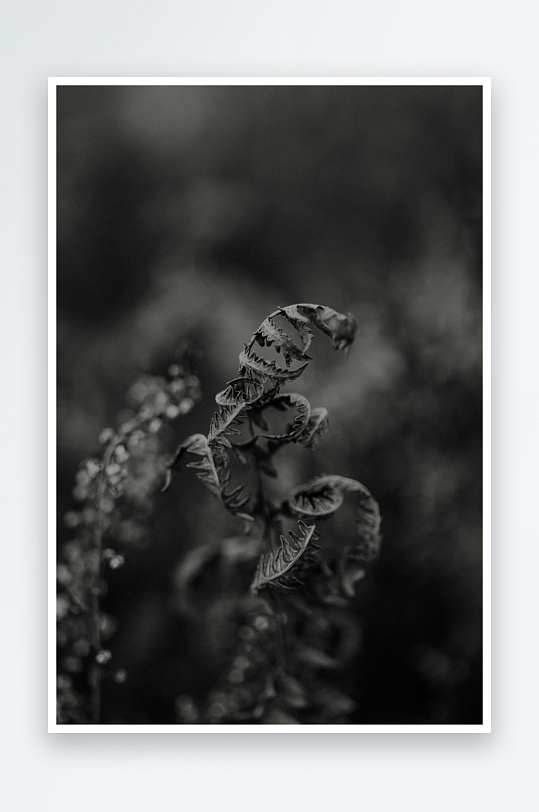 枯萎植物的黑白特写-众图网