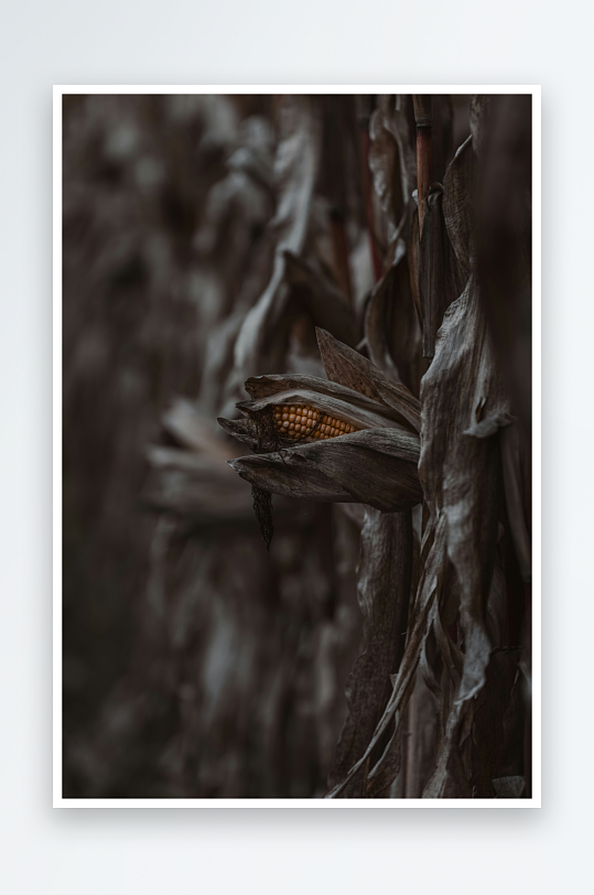 枯萎玉米植株特写-众图网