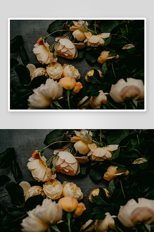 枯萎的淡黄色玫瑰花丛-众图网