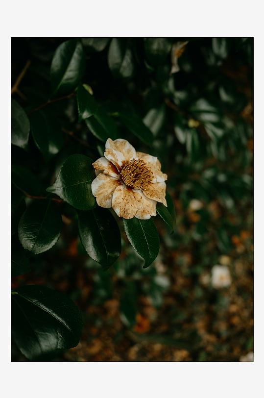 枯萎的花朵在绿叶中-众图网