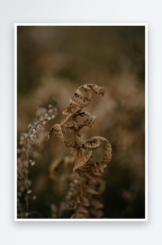 枯萎的蕨类植物特写-众图网