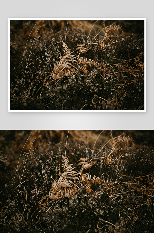枯萎蕨类与干草丛生-众图网