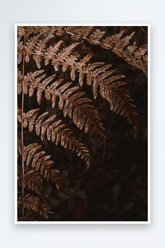 枯萎蕨类植物特写-众图网