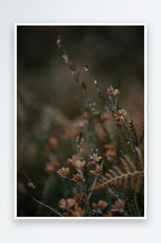 枯萎野花在微风中摇曳-众图网