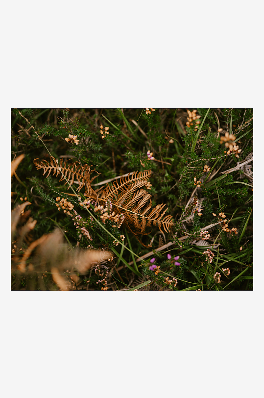 枯蕨与野花交织的自然景象-众图网