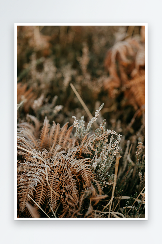 枯蕨与野草的自然静景-众图网