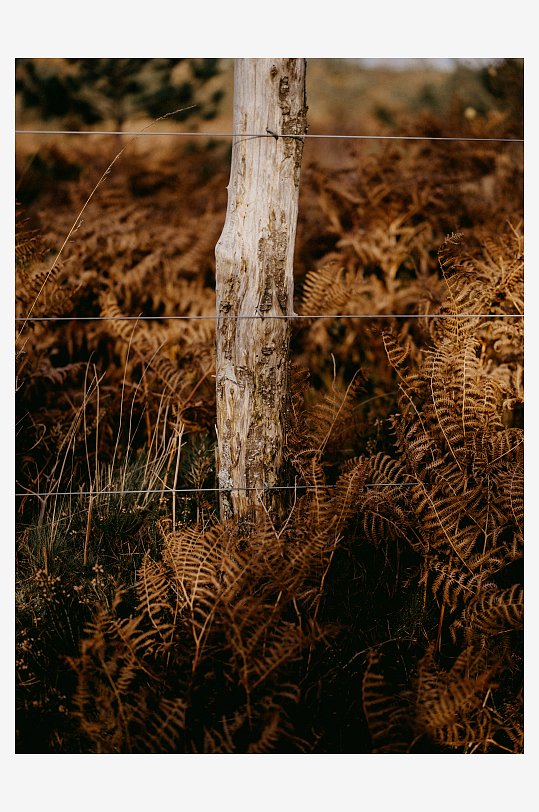 枯蕨丛中的木桩与铁丝网-众图网