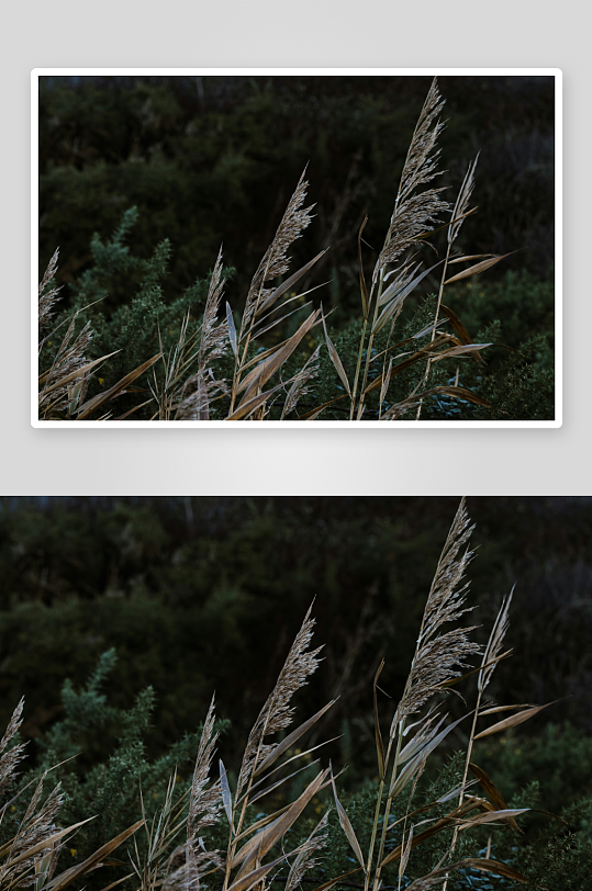 枯黄芦苇在暗影中摇曳-众图网