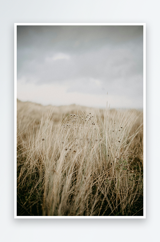 枯黄草丛中的自然静景-众图网