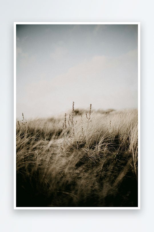 枯黄草丛中的静谧风景-众图网