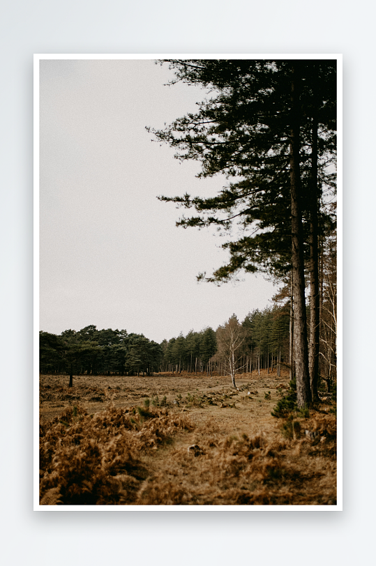 枯黄草地与松树林景-众图网