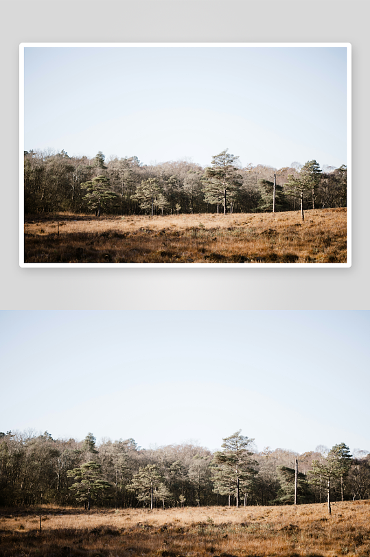 枯黄草地与稀疏树林-众图网