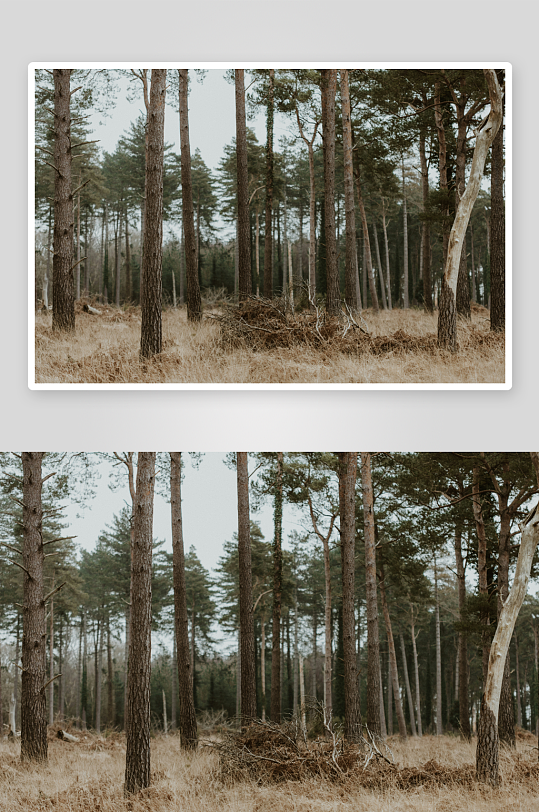 枯黄草地中的松树林-众图网