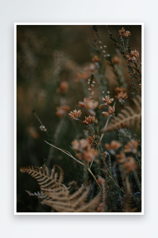 枯黄野花与蕨类植物特写-众图网
