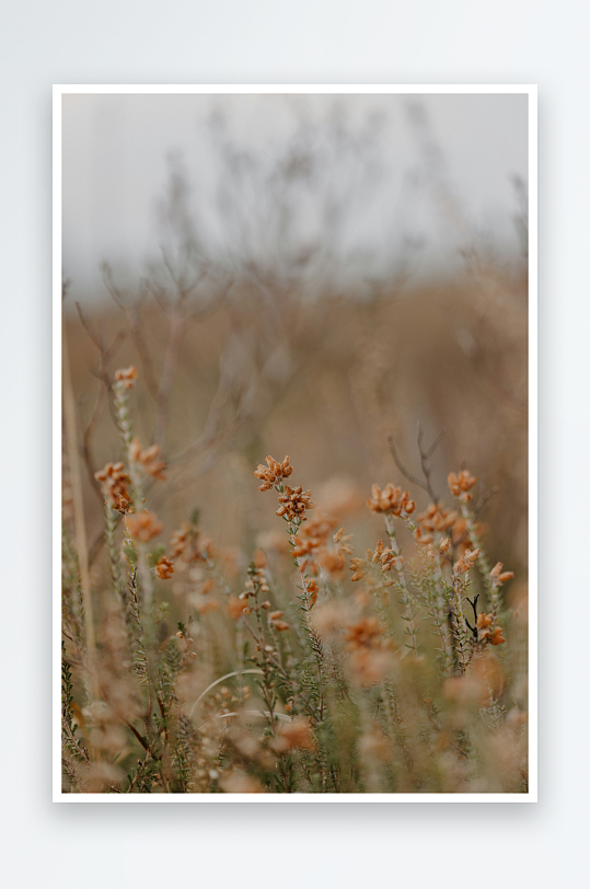 枯黄野花在风中摇曳-众图网