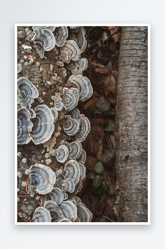 树干上的层叠菌类-众图网