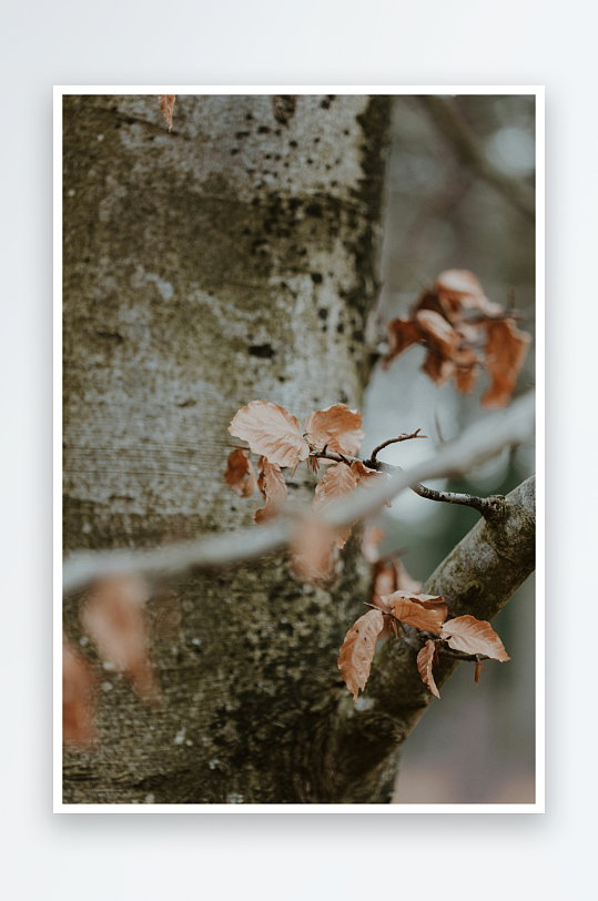 树干上的枯叶特写-众图网