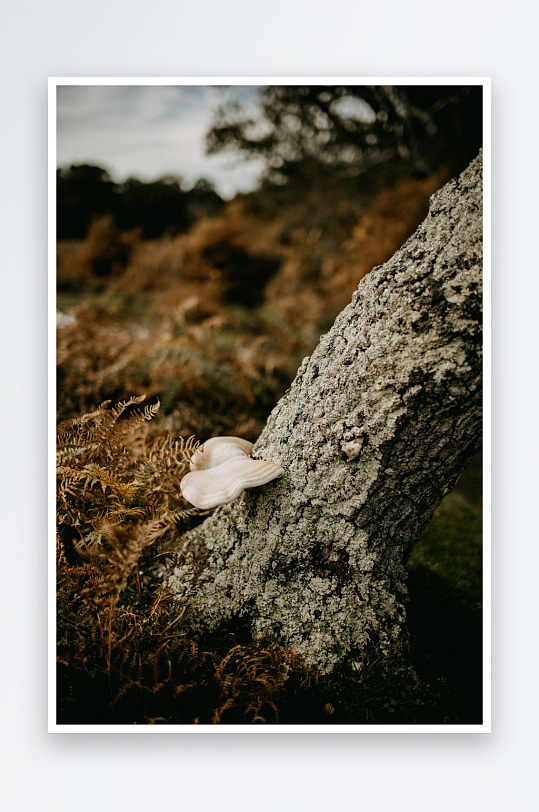 树干上的白色菌类特写-众图网