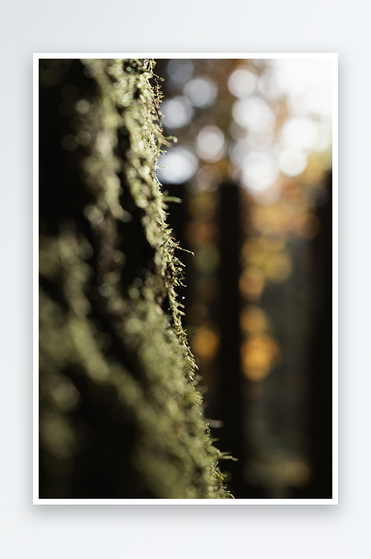 树干上的苔藓特写-众图网