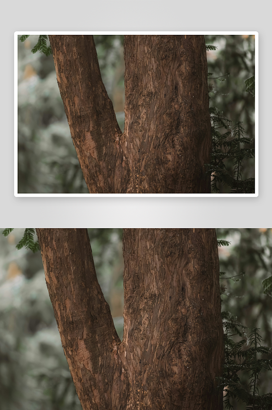 树干分叉的森林特写-众图网