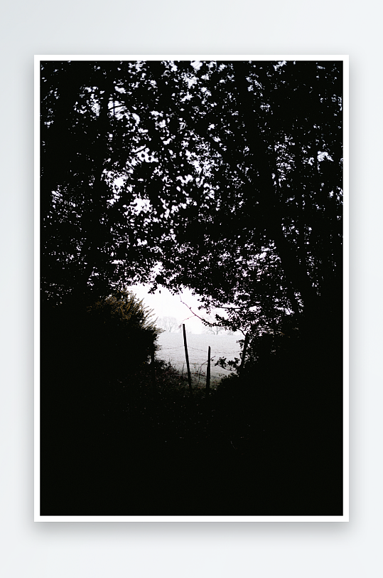 树林中的雾景剪影-众图网