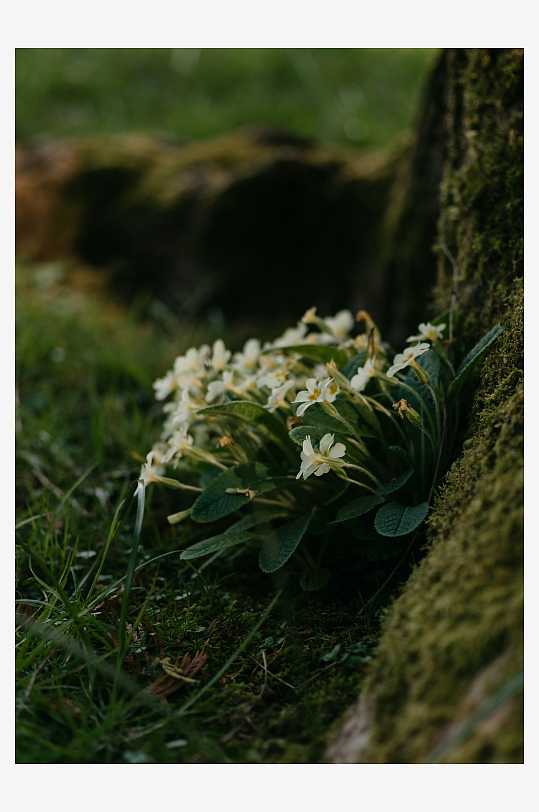 树根旁的白色小花-众图网