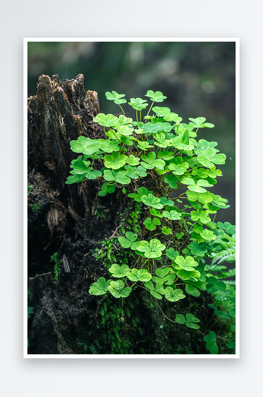 树桩上的绿叶植物-众图网