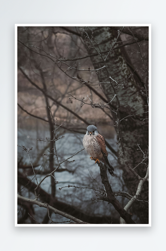 栖息于枯枝上的猛禽-众图网