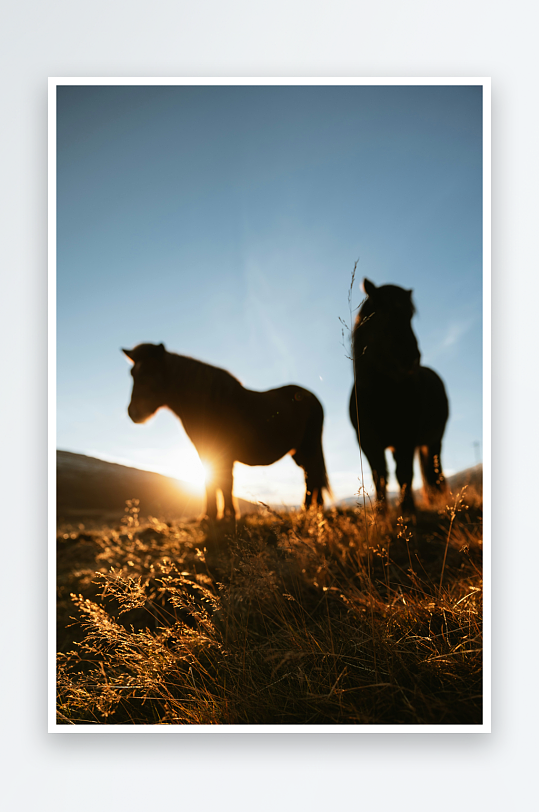 夕阳下两匹马的剪影-众图网