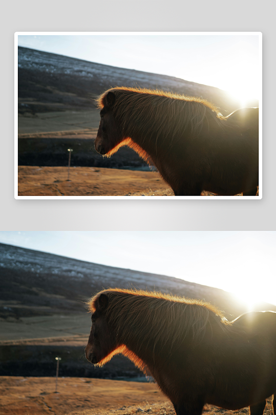 夕阳下草原上的马-众图网
