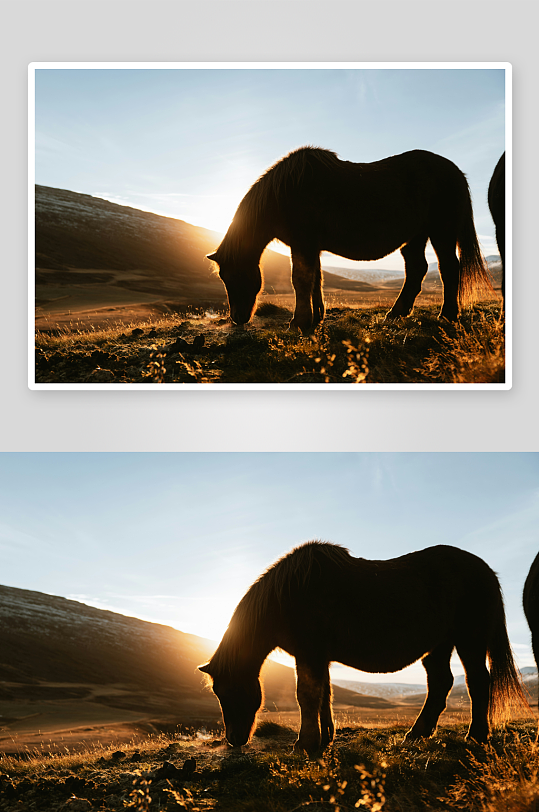夕阳下马儿在草原觅食-众图网