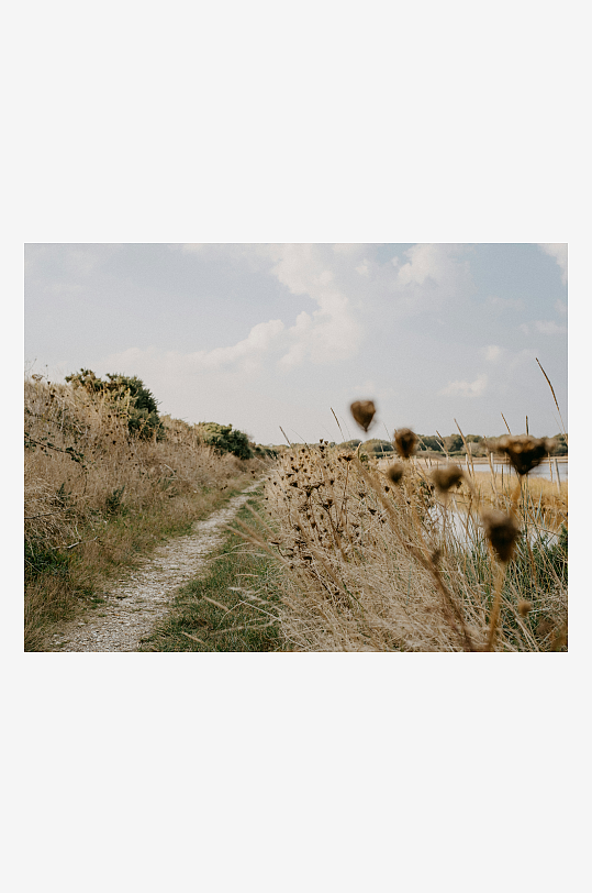 乡间小径旁的干枯野草-众图网