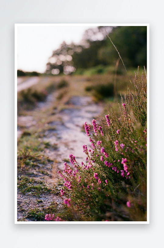 乡间小径旁的粉红野花-众图网