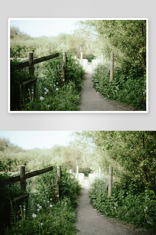 乡间小径绿植环绕-众图网